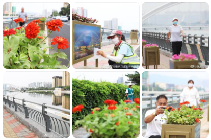 張家口:235個花箱扮靚濱河南路 張家口:235個花箱扮靚濱河南路